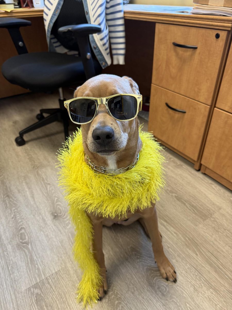 Service dog Georgia shows her tornado pride.